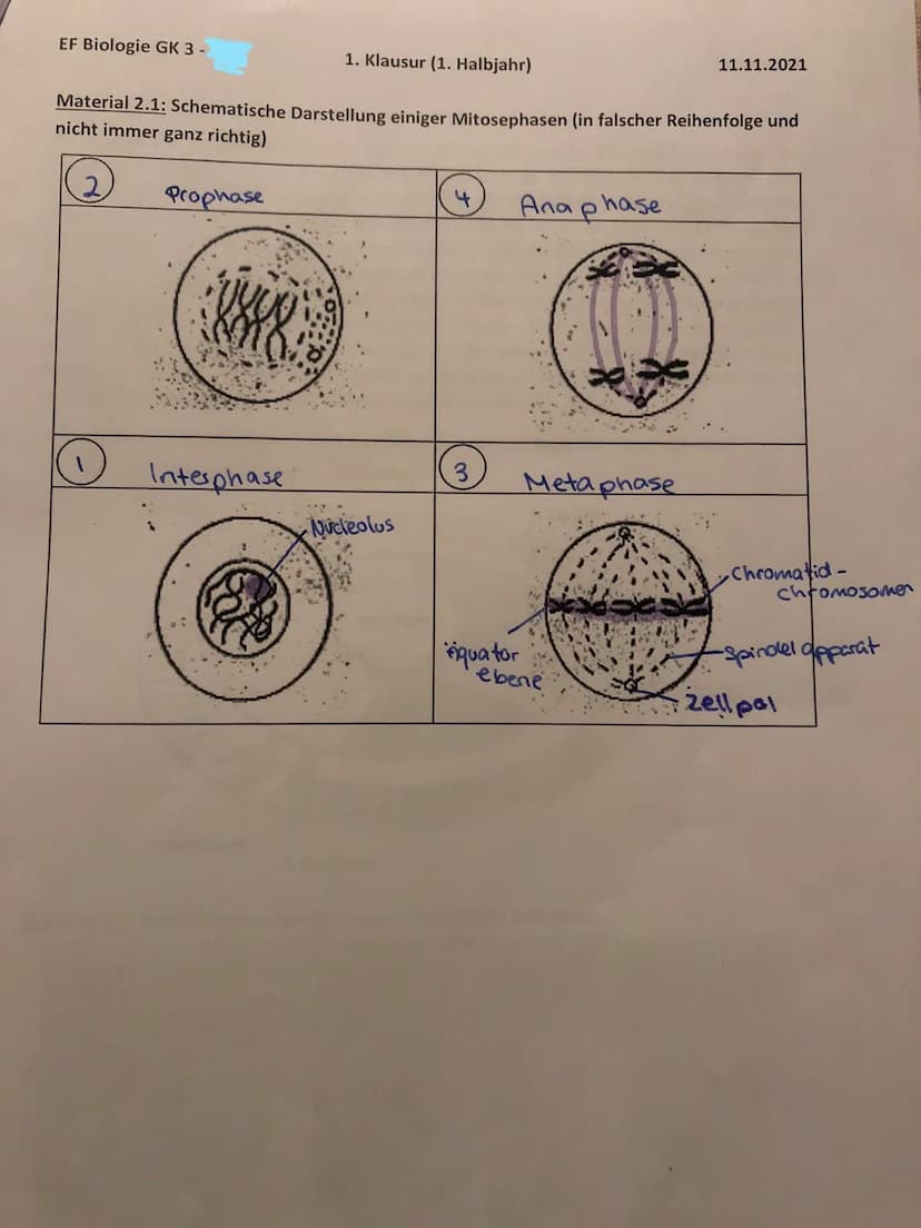 EF Biologie GK 3 -
Material 2.2: Der Zellzyklus
Der Prozess der Zellverdopplung setzt sich aus der Mitose und der Interphase zusammen. Die
I