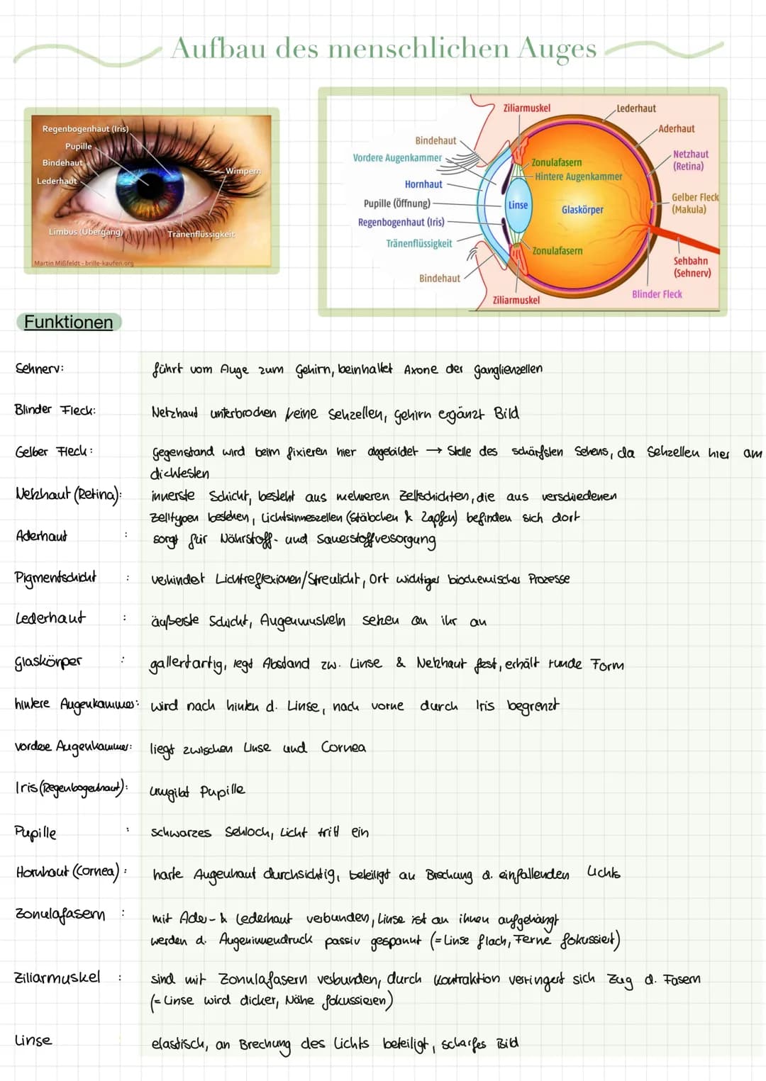 Regenbogenhaut (Iris)
Pupille
Bindehaut
Lederhaut
Limbus (Übergang)
Martin Mißfeldt-brille-kaufen.org
Funktionen
Sehnerv:
Blinder Fleck:
Gel