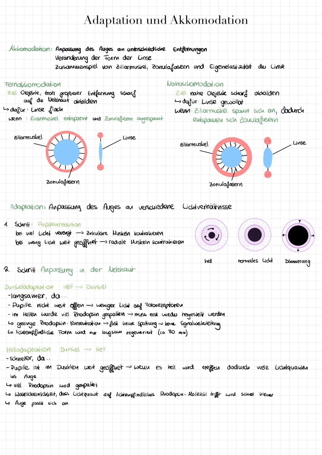 Regenbogenhaut (Iris)
Pupille
Bindehaut
Lederhaut
Limbus (Übergang)
Martin Mißfeldt-brille-kaufen.org
Funktionen
Sehnerv:
Blinder Fleck:
Gel