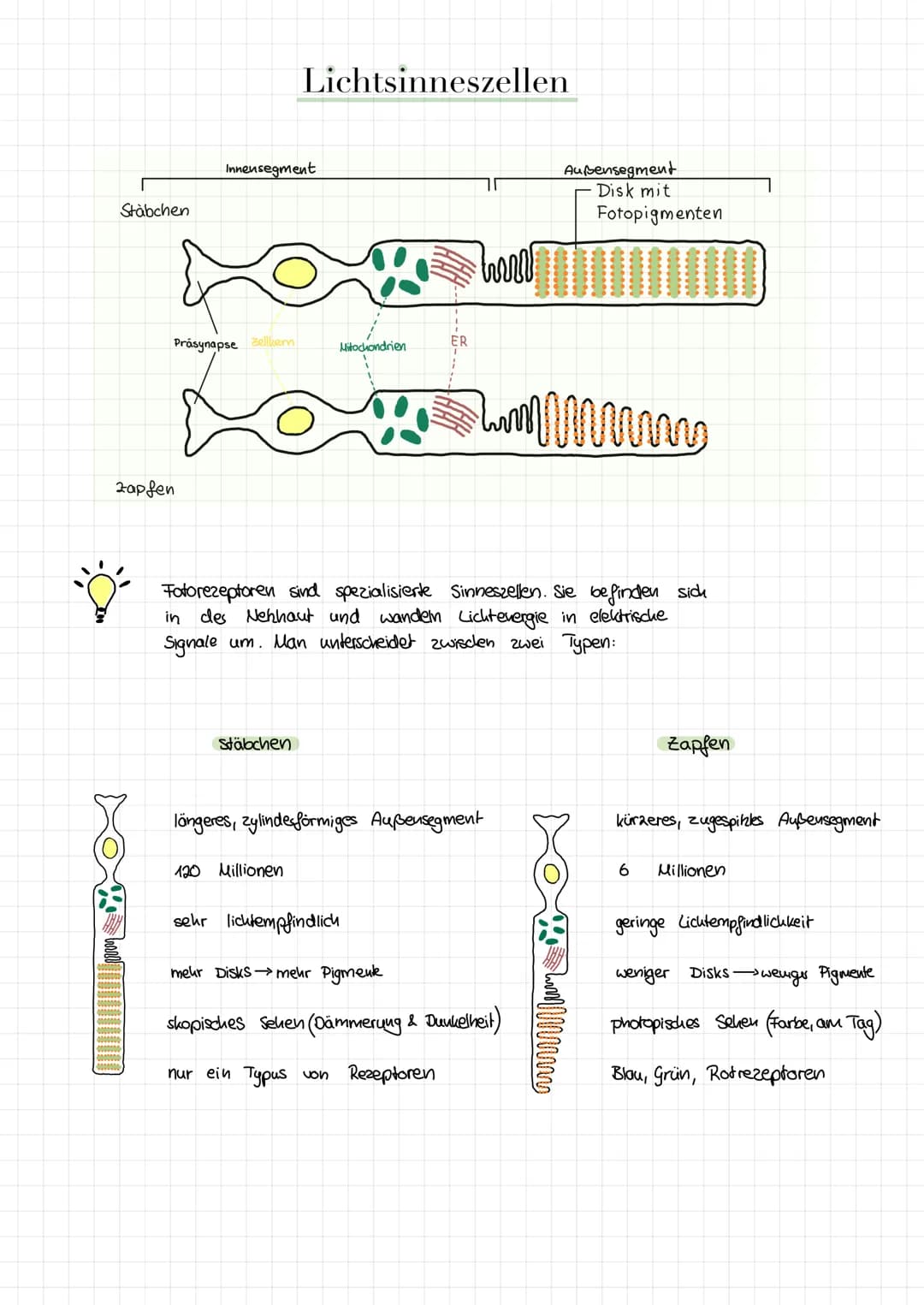 Regenbogenhaut (Iris)
Pupille
Bindehaut
Lederhaut
Limbus (Übergang)
Martin Mißfeldt-brille-kaufen.org
Funktionen
Sehnerv:
Blinder Fleck:
Gel