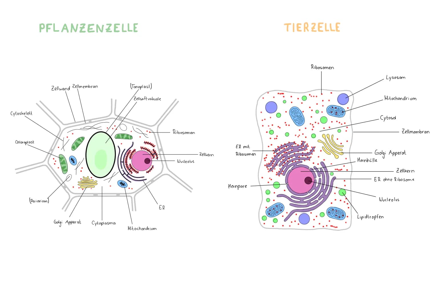 Cytoskelett
Chloroplast
PFLANZENZELLE
(Perioxiom)
Zellwand Zellmembran
Golgi Apper at
O
Cytoplasma
(Tonoplast)
Zellsaft vahuole
Mitochondriu