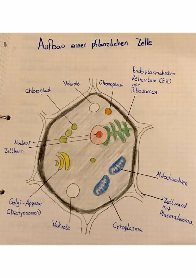 Know Pflanzliche Zelle (Aufbau, Struktur & Funktion) thumbnail