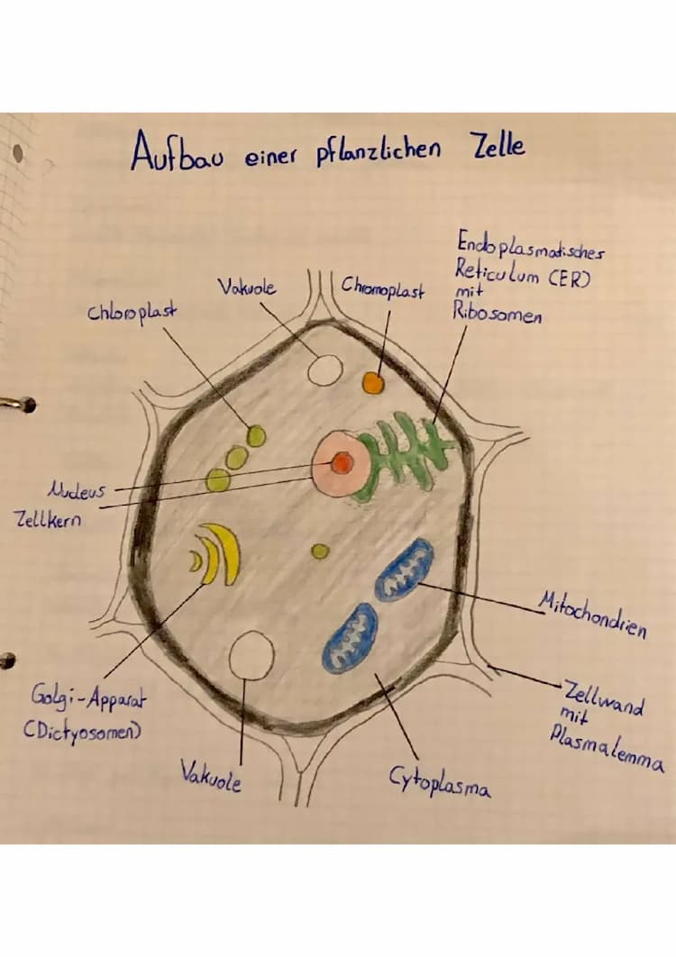 Know Pflanzliche Zelle (Aufbau, Struktur & Funktion) thumbnail