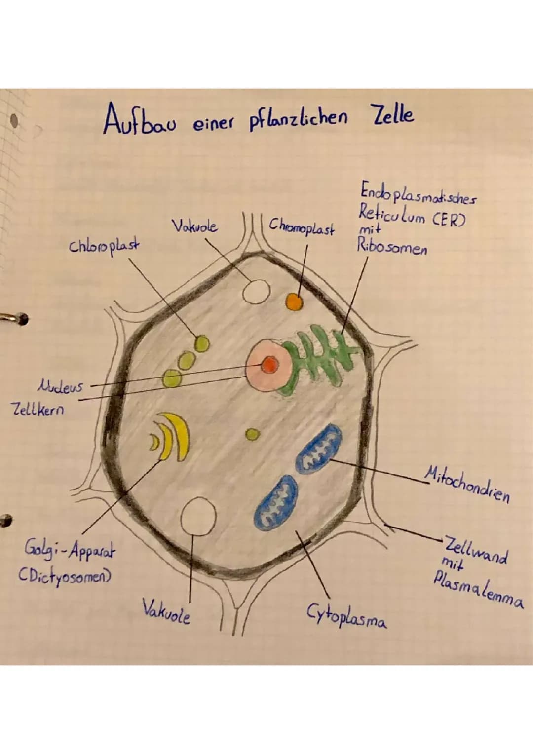 Pflanzenzelle und Tierzelle: Aufbau und Funktion für die 5. und 7. Klasse