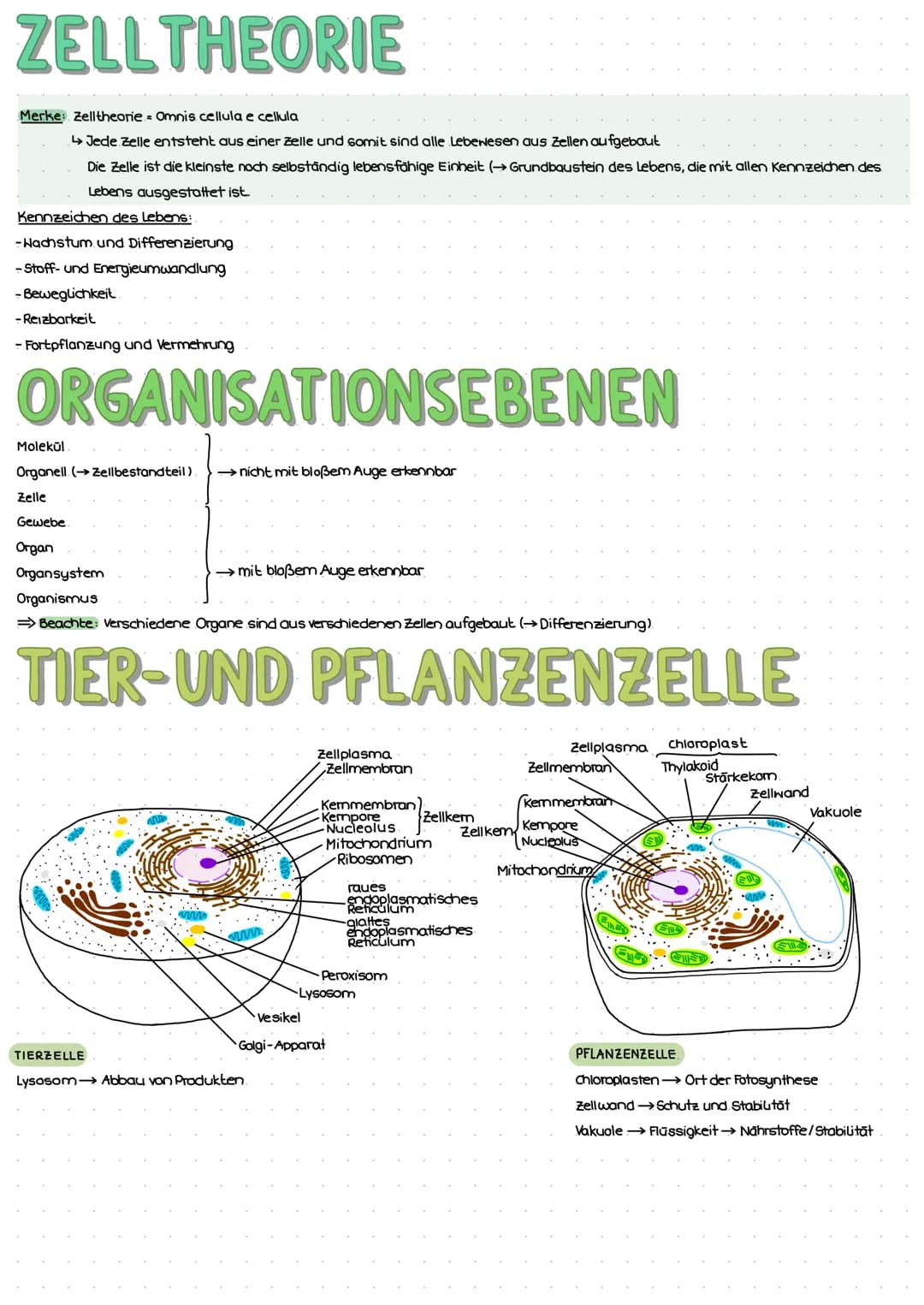 ZELL THEORIE
Merke: Zelltheorie Omnis cellula e cellula
↳ Jede Zelle entsteht aus einer Zelle und somit sind alle Lebewesen aus Zellen aufge