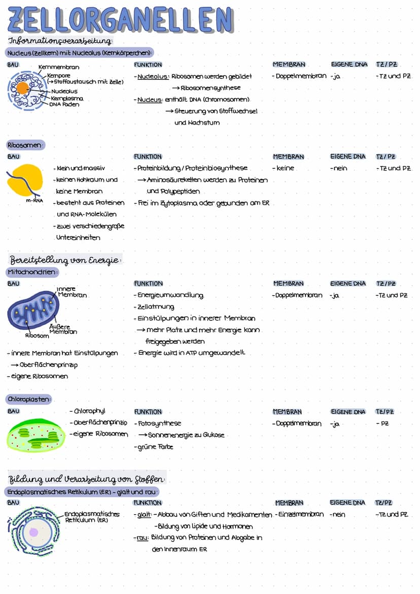 ZELL THEORIE
Merke: Zelltheorie Omnis cellula e cellula
↳ Jede Zelle entsteht aus einer Zelle und somit sind alle Lebewesen aus Zellen aufge