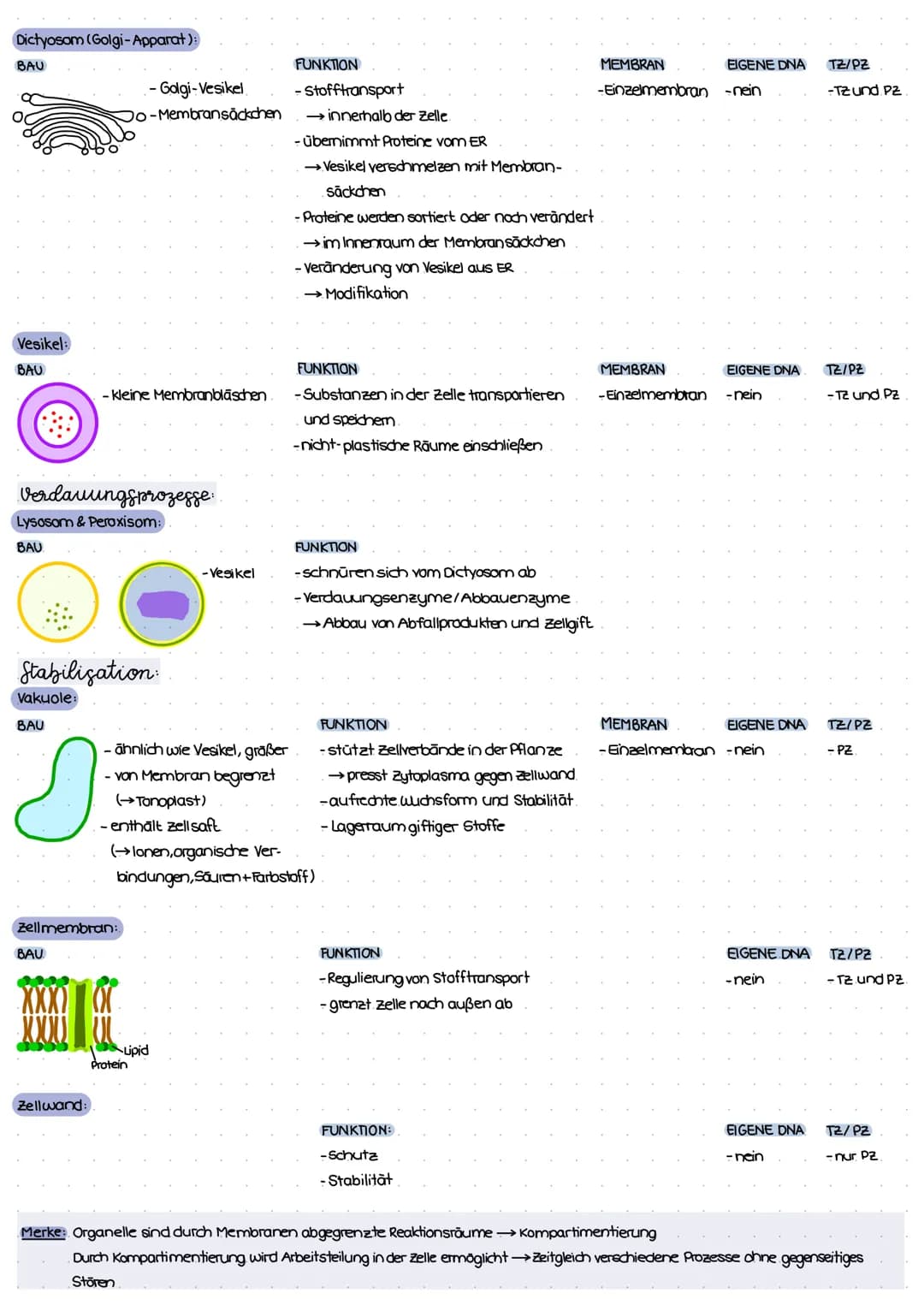 ZELL THEORIE
Merke: Zelltheorie Omnis cellula e cellula
↳ Jede Zelle entsteht aus einer Zelle und somit sind alle Lebewesen aus Zellen aufge