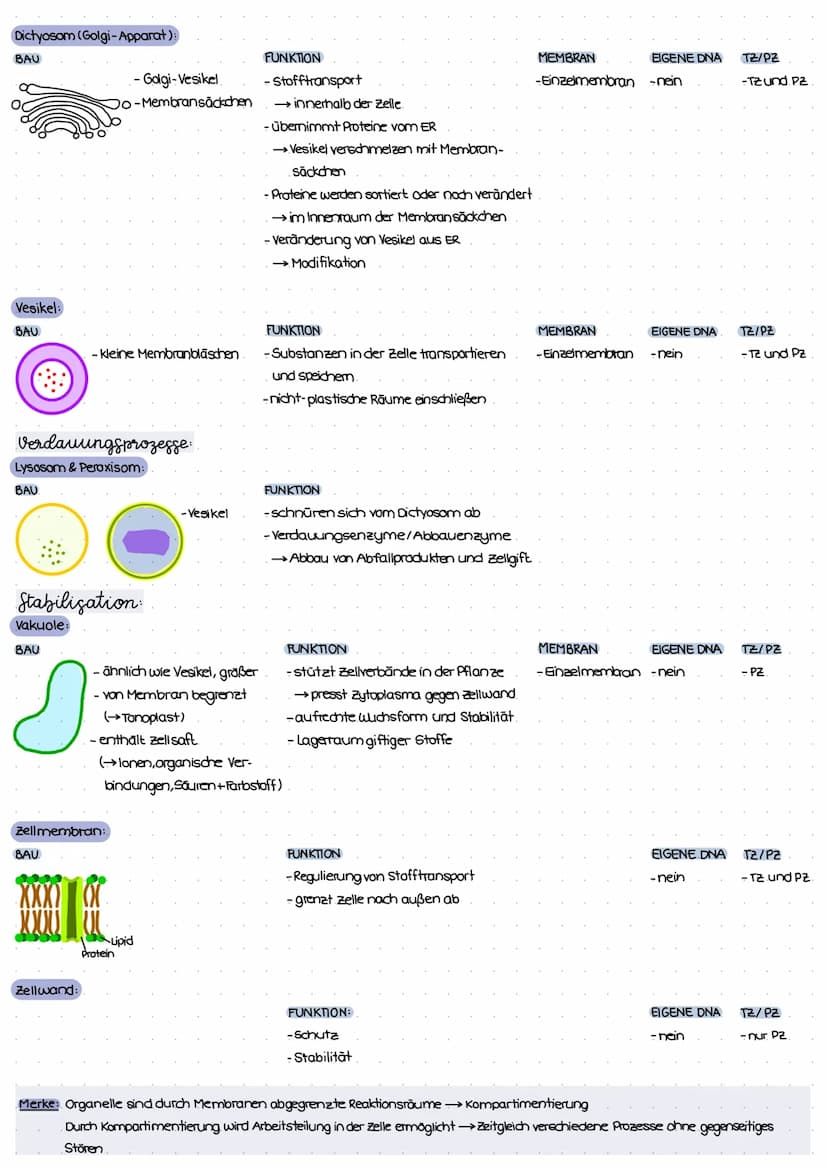 ZELL THEORIE
Merke: Zelltheorie Omnis cellula e cellula
↳ Jede Zelle entsteht aus einer Zelle und somit sind alle Lebewesen aus Zellen aufge