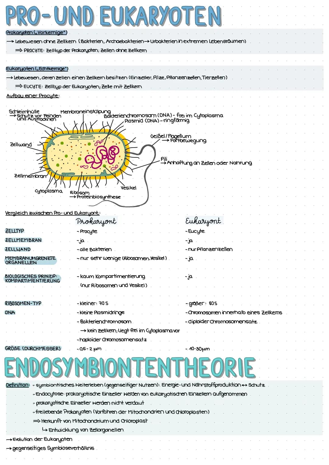 ZELL THEORIE
Merke: Zelltheorie Omnis cellula e cellula
↳ Jede Zelle entsteht aus einer Zelle und somit sind alle Lebewesen aus Zellen aufge