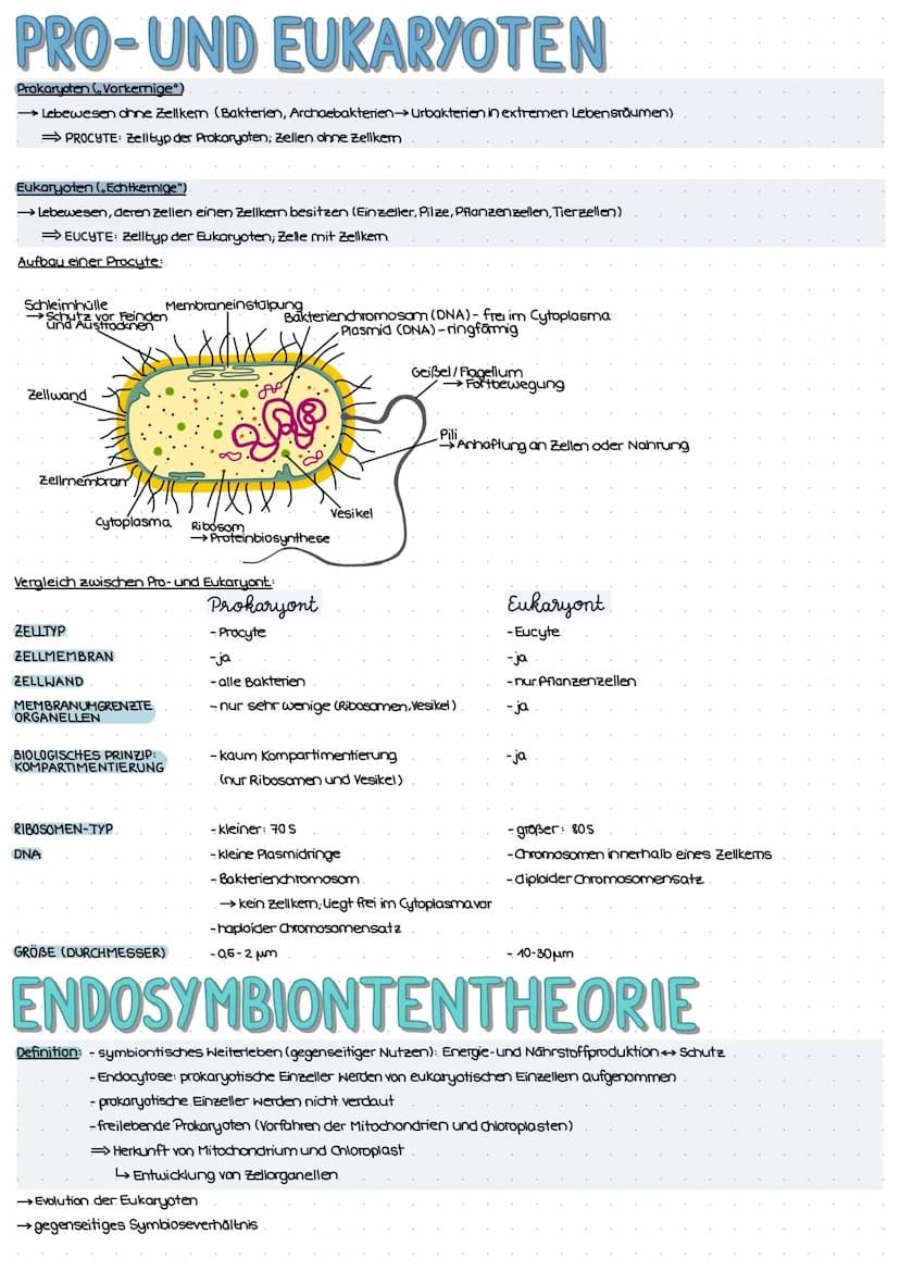 ZELL THEORIE
Merke: Zelltheorie Omnis cellula e cellula
↳ Jede Zelle entsteht aus einer Zelle und somit sind alle Lebewesen aus Zellen aufge