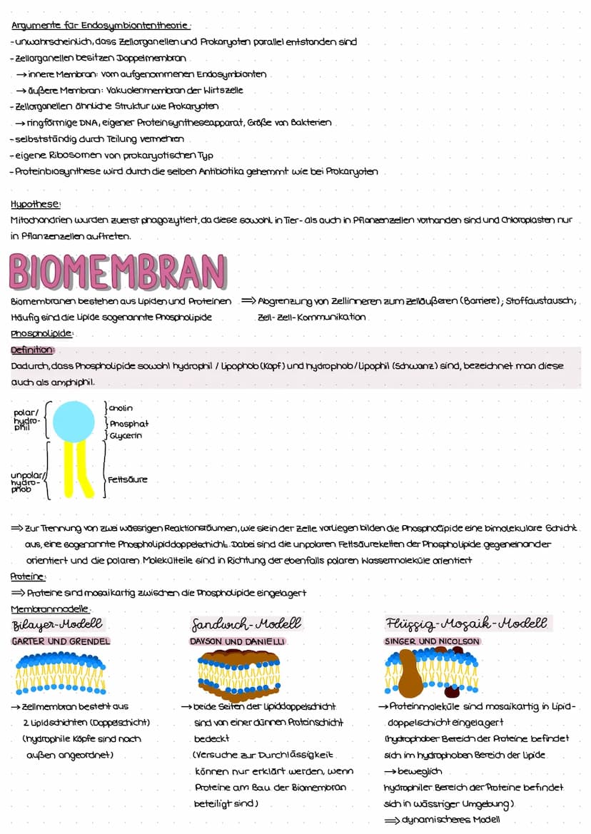 ZELL THEORIE
Merke: Zelltheorie Omnis cellula e cellula
↳ Jede Zelle entsteht aus einer Zelle und somit sind alle Lebewesen aus Zellen aufge