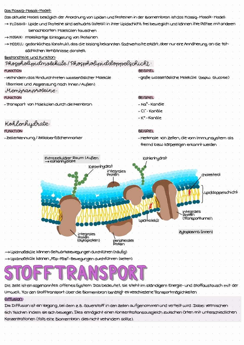ZELL THEORIE
Merke: Zelltheorie Omnis cellula e cellula
↳ Jede Zelle entsteht aus einer Zelle und somit sind alle Lebewesen aus Zellen aufge