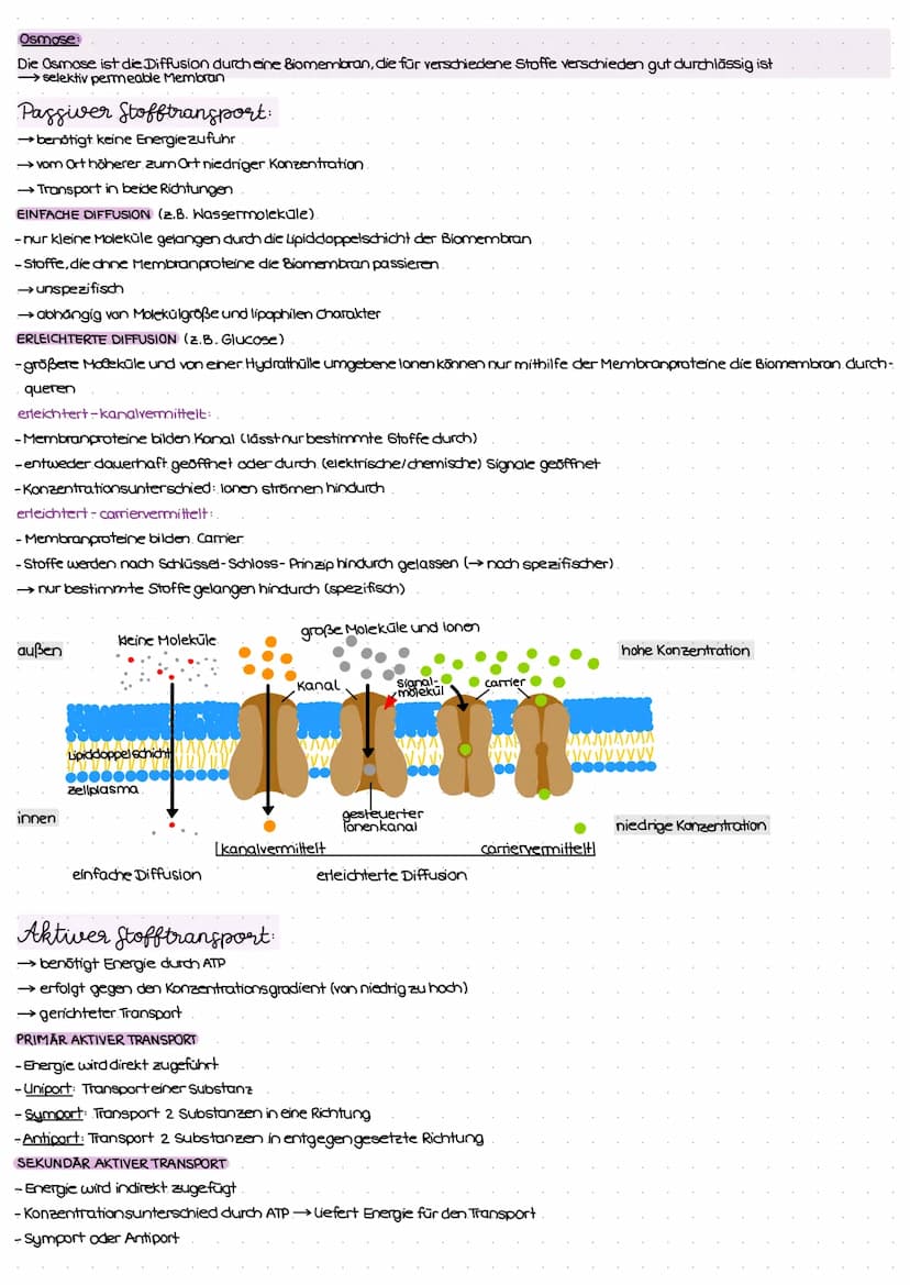 ZELL THEORIE
Merke: Zelltheorie Omnis cellula e cellula
↳ Jede Zelle entsteht aus einer Zelle und somit sind alle Lebewesen aus Zellen aufge