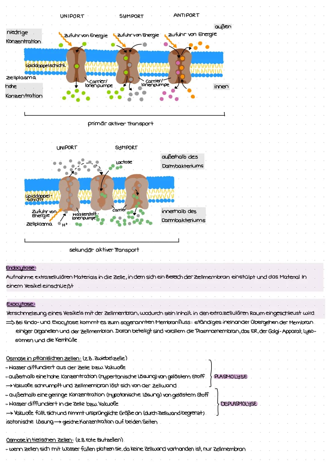 ZELL THEORIE
Merke: Zelltheorie Omnis cellula e cellula
↳ Jede Zelle entsteht aus einer Zelle und somit sind alle Lebewesen aus Zellen aufge