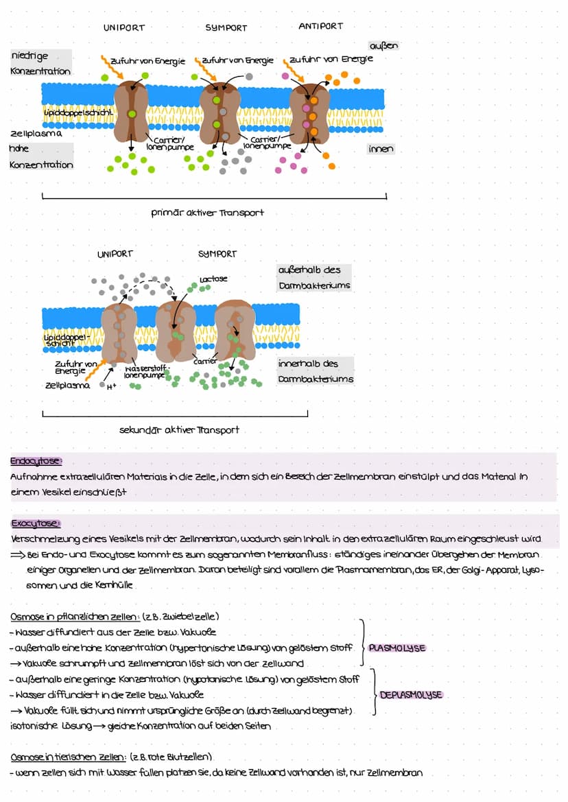 ZELL THEORIE
Merke: Zelltheorie Omnis cellula e cellula
↳ Jede Zelle entsteht aus einer Zelle und somit sind alle Lebewesen aus Zellen aufge
