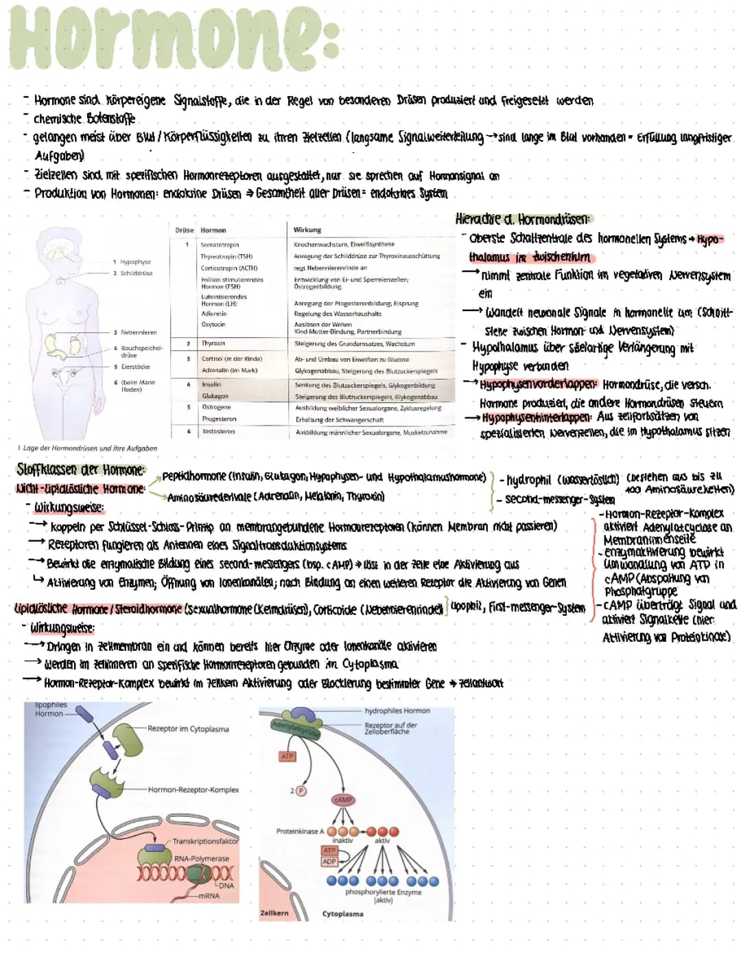 Thema: Hormone