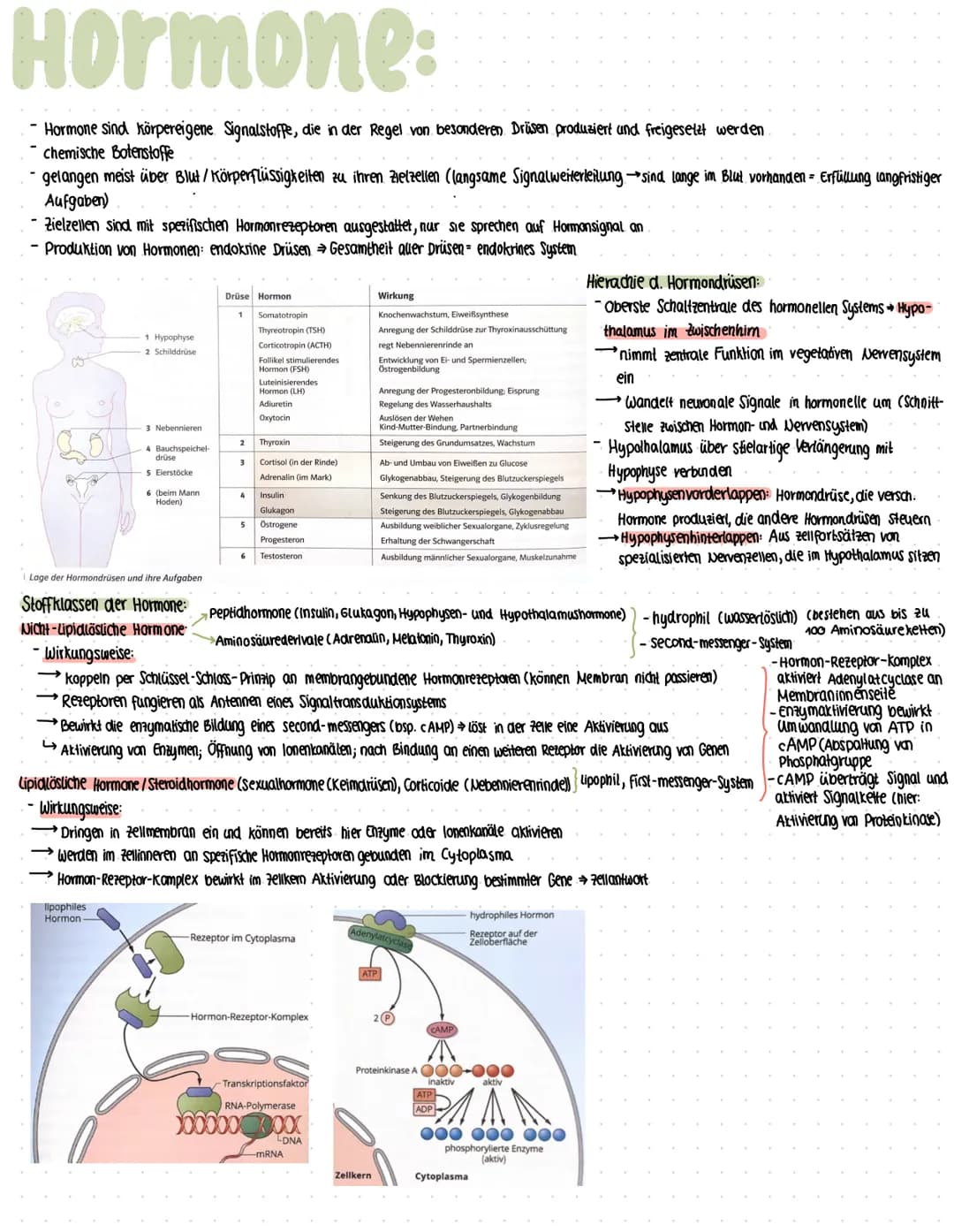 Hormone:
Hormone sind körpereigene Signalstoffe, die in der Regel von besonderen Drüsen produziert und freigesetzt werden.
chemische Botenst