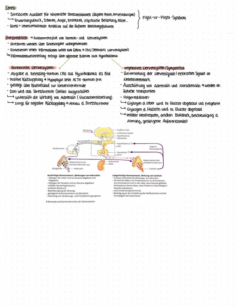 Hormone:
Hormone sind körpereigene Signalstoffe, die in der Regel von besonderen Drüsen produziert und freigesetzt werden.
chemische Botenst