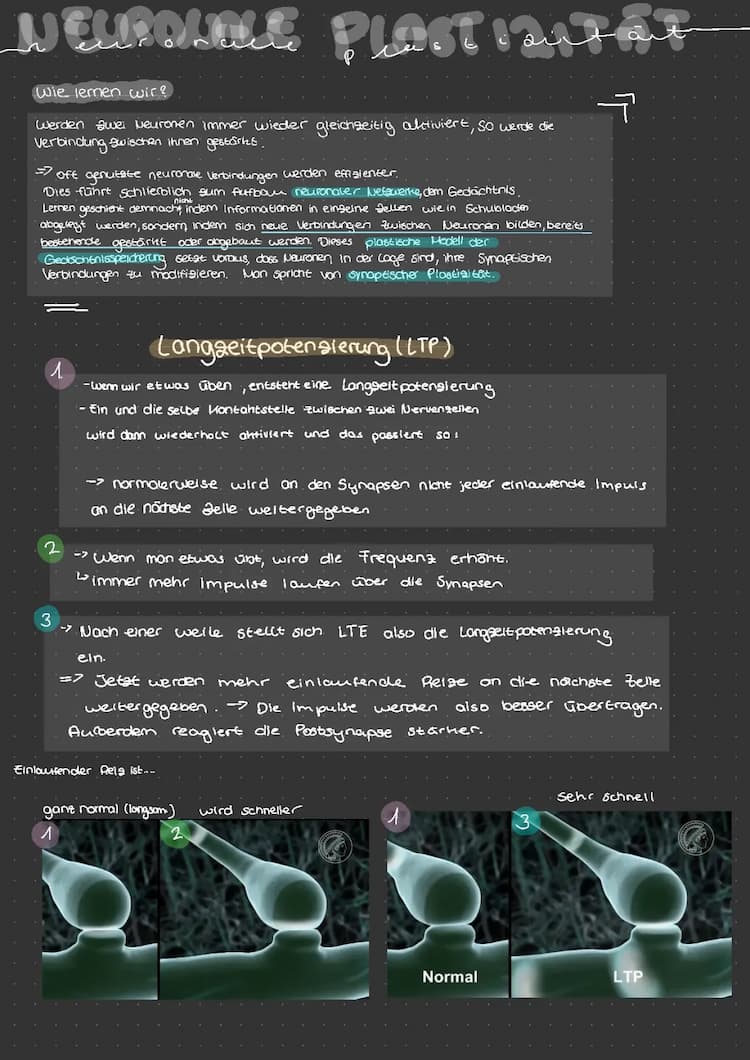 Know Neuronale Plastizität  thumbnail