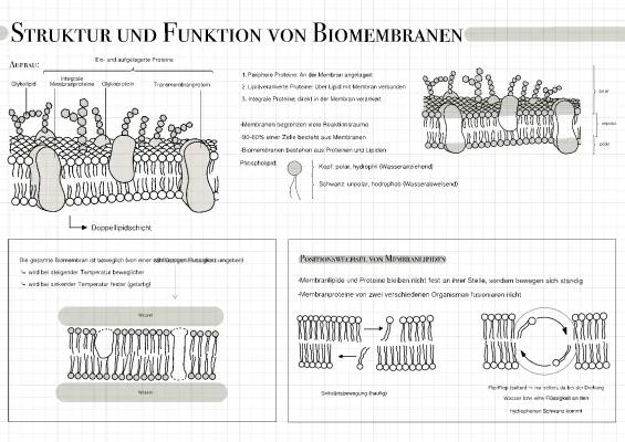 Know Biomembranen thumbnail