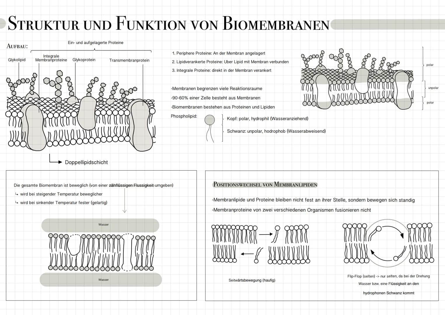 STRUKTUR UND FUNKTION VON BIOMEMBRANEN
AUFBAU:
Ein- und aufgelagerte Proteine
Integrale
Glykolipid Membranproteine Glykoprotein
xxxXxXxXxXxX