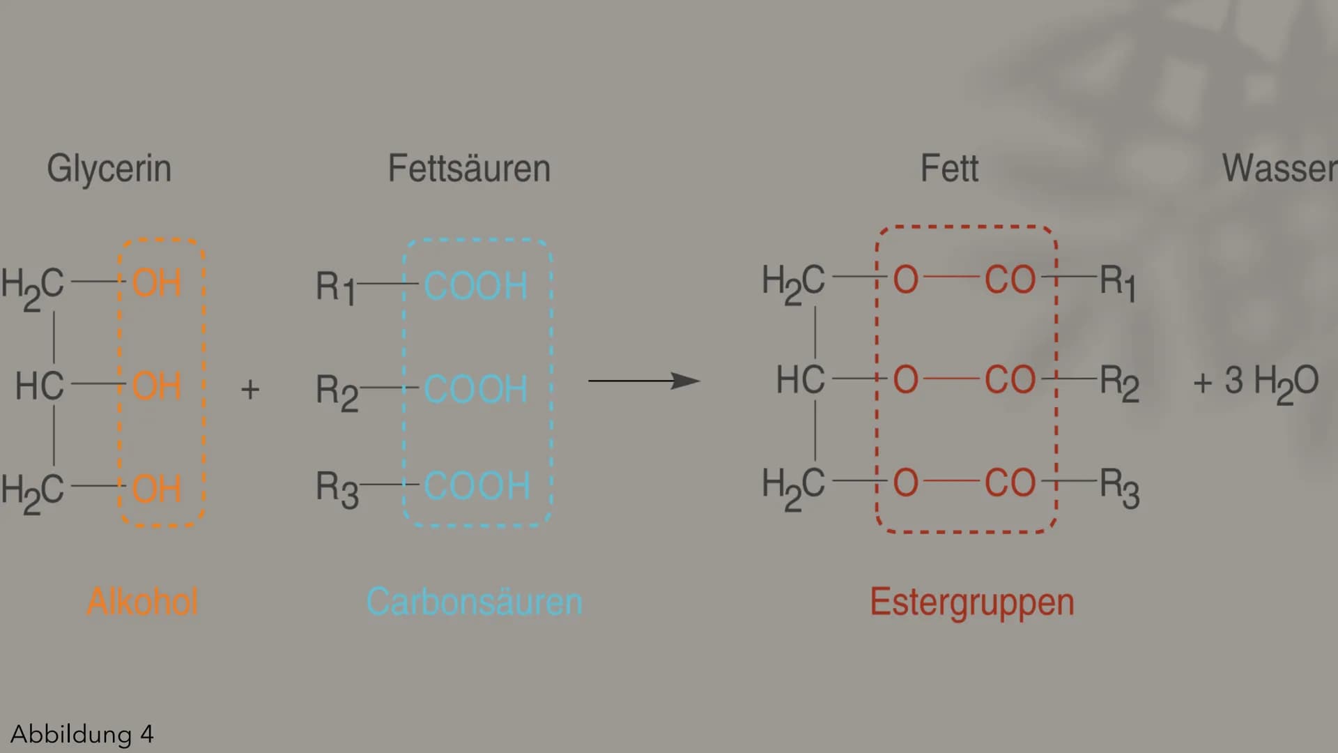 AG
Fette&Fettsäuren
Berfin Cepik
13ch1
Abbildung 1 Gliederung
Was sind Fettsäuren
Was sind Fette?
Aufbau
Eigenschaften
Funktion
Vorkommen
Ve