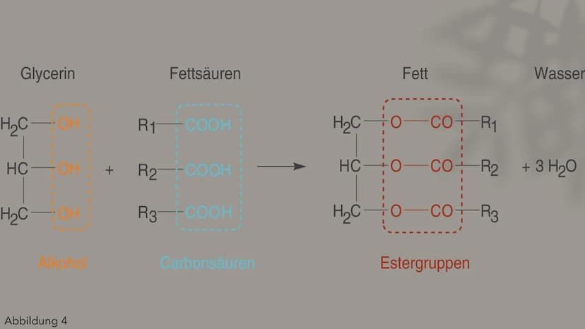 AG
Fette&Fettsäuren
Berfin Cepik
13ch1
Abbildung 1 Gliederung
Was sind Fettsäuren
Was sind Fette?
Aufbau
Eigenschaften
Funktion
Vorkommen
Ve