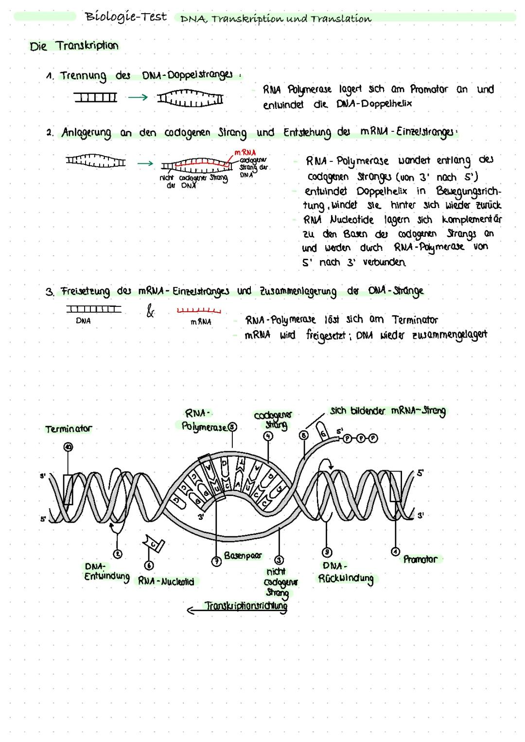 Alles über Nukleinbasen: Adenin, Guanin, Cytosin und Thymin einfach erklärt!