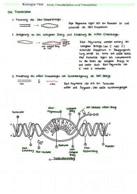 Know Von der DNA zum Protein thumbnail