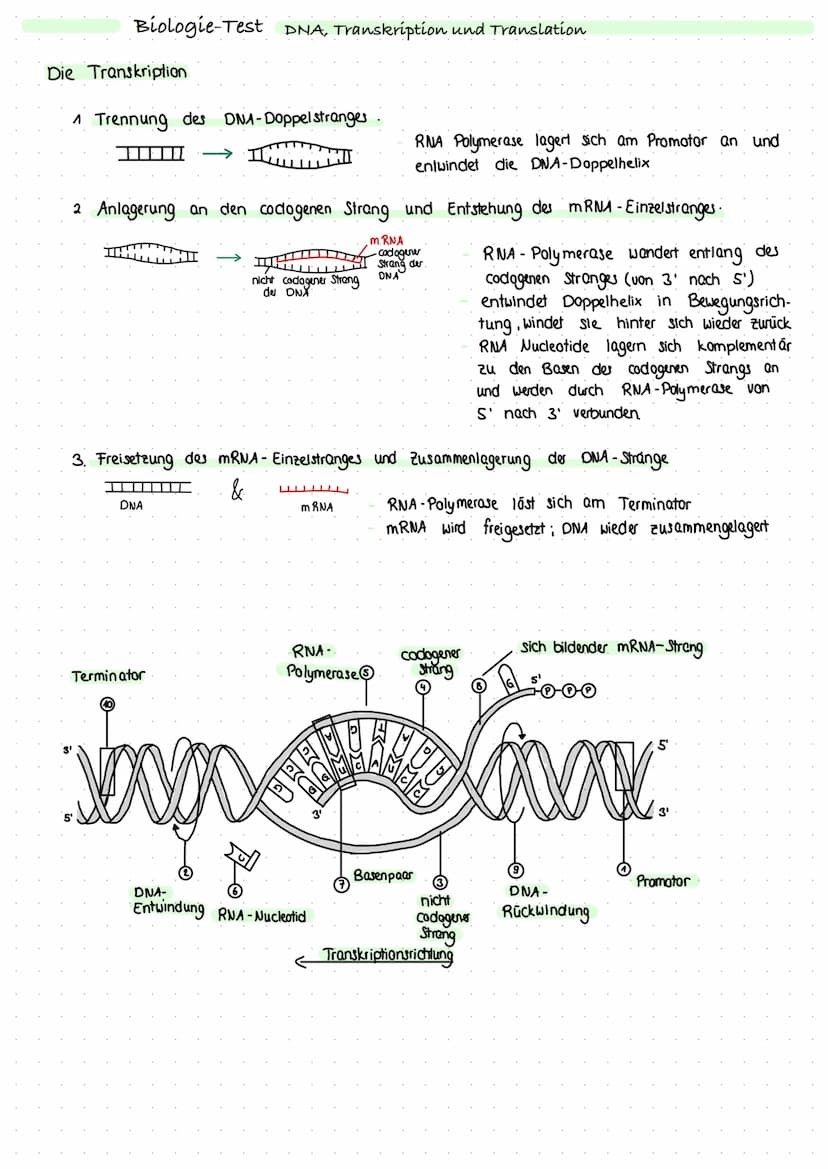 
<p>Die DNA (Desoxyribonucleinacid) ist eine fädige Struktur, welche die Erbinformationen eines Lebewesens enthält. Sie besteht aus aneinand