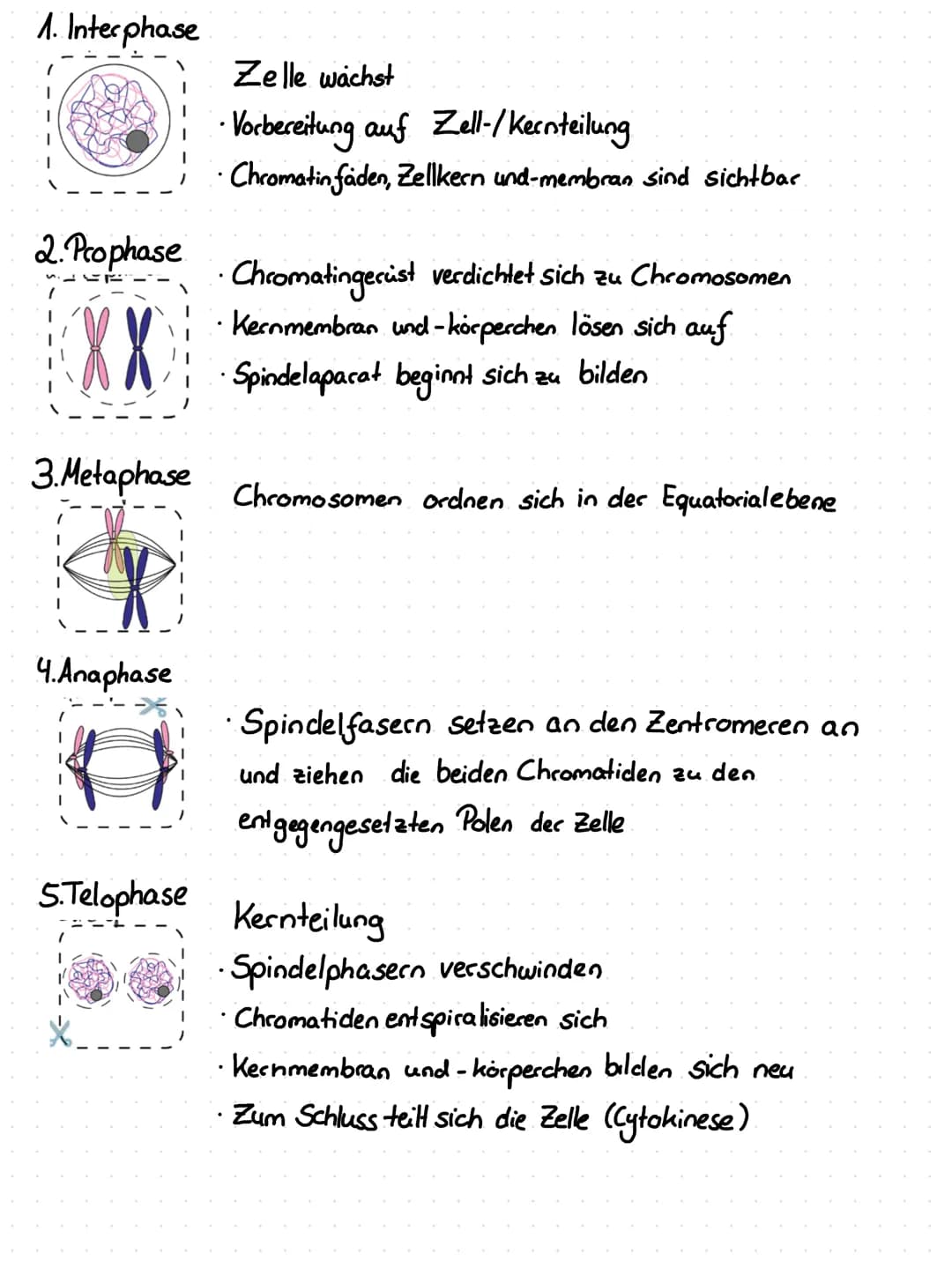 1. Zellzyklus
Aufgaben ungeschlechtliche Vermehrung der Zelle
•Zellerneuerung
• Wachstum
1.1 Phasen des Zellzyklus.
Der Zellzyklus lässt sic