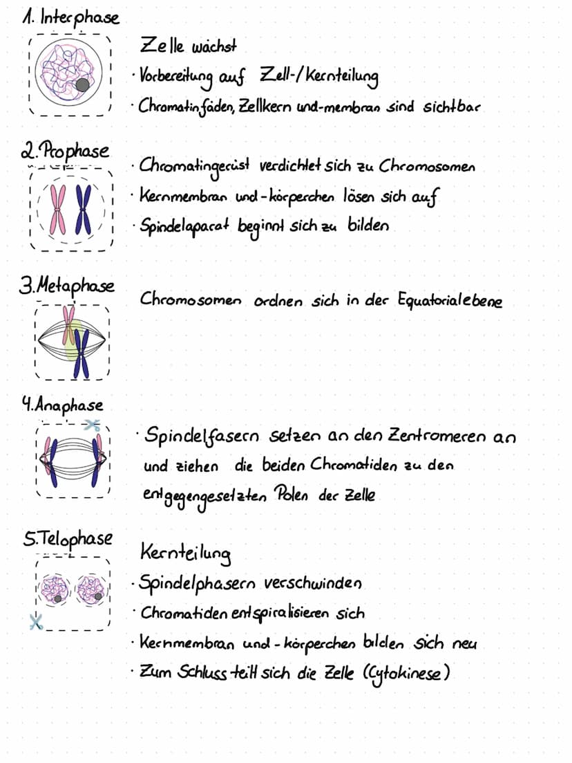 1. Zellzyklus
Aufgaben ungeschlechtliche Vermehrung der Zelle
•Zellerneuerung
• Wachstum
1.1 Phasen des Zellzyklus.
Der Zellzyklus lässt sic