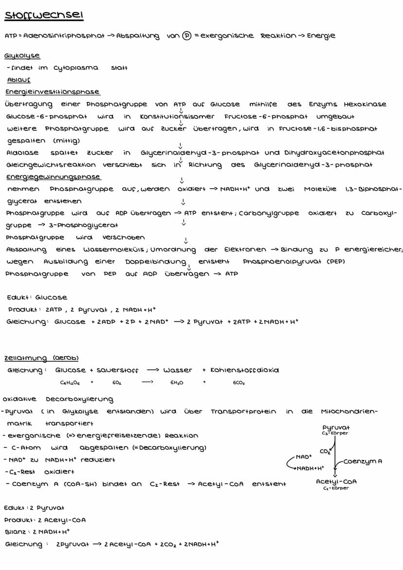 Enzymatik
Enzyme
- sind Proteine (bestehen aus Aminosäuren)
- fungieren als katalysatoren -> verringern die, bei Reaktionen nötige, Aktivier