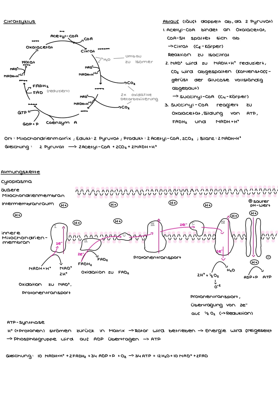 Enzymatik
Enzyme
- sind Proteine (bestehen aus Aminosäuren)
- fungieren als katalysatoren -> verringern die, bei Reaktionen nötige, Aktivier