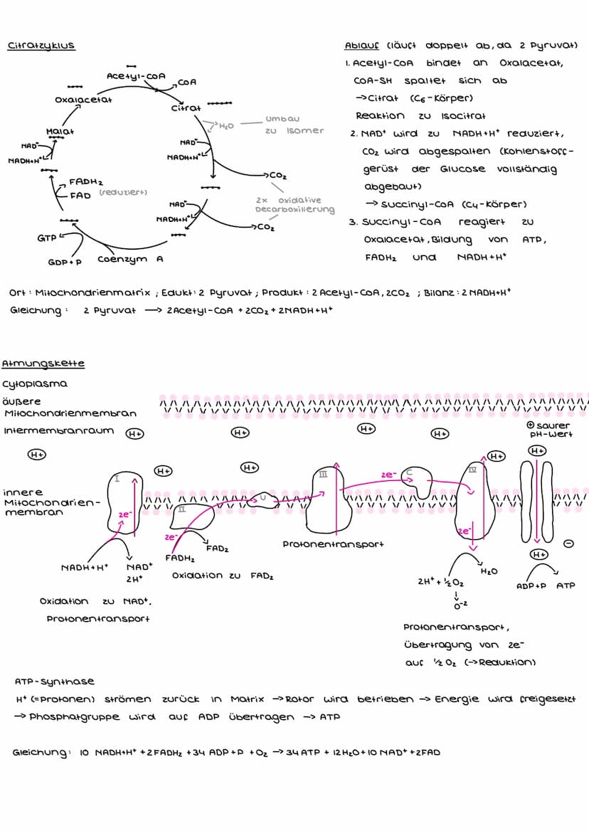 Enzymatik
Enzyme
- sind Proteine (bestehen aus Aminosäuren)
- fungieren als katalysatoren -> verringern die, bei Reaktionen nötige, Aktivier
