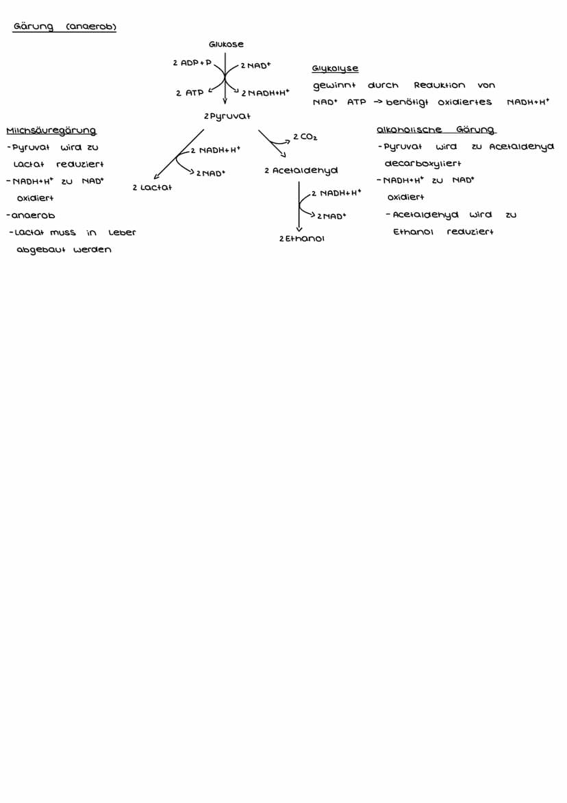 Enzymatik
Enzyme
- sind Proteine (bestehen aus Aminosäuren)
- fungieren als katalysatoren -> verringern die, bei Reaktionen nötige, Aktivier