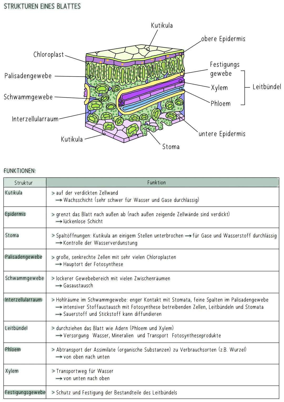 # STRUKTUREN EINES BLATTES

Kutikula

obere Epidermis

Chloroplast

Festigungs
gewebe

Palisadengewebe

-Xylem

Leitbündel

Schwammgewebe

P