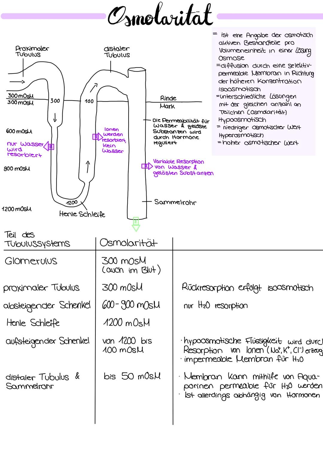 
<p>Die Niere hat verschiedene Aufgaben im menschlichen Körper, die wichtig für die Aufrechterhaltung des inneren Gleichgewichts sind. Eine 