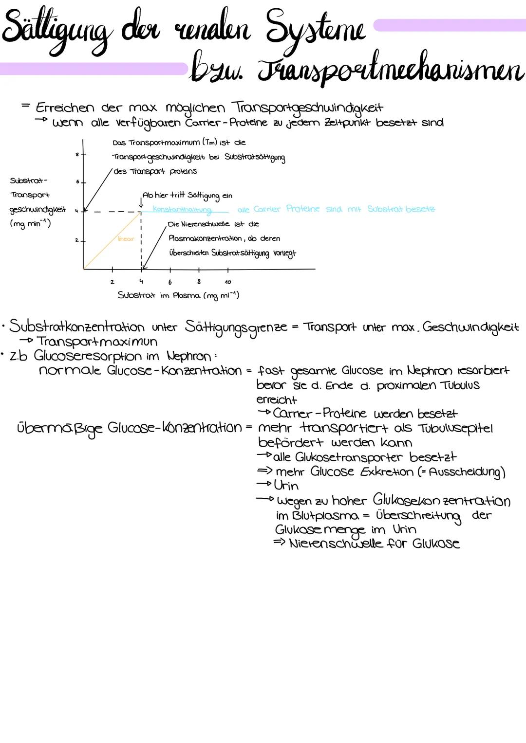 
<p>Die Niere hat verschiedene Aufgaben im menschlichen Körper, die wichtig für die Aufrechterhaltung des inneren Gleichgewichts sind. Eine 