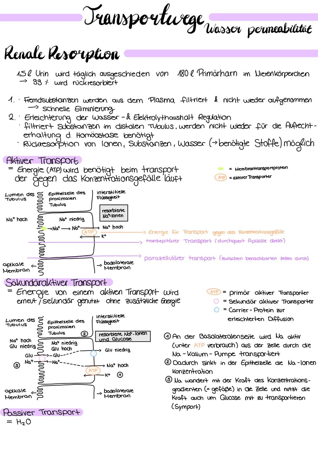 
<p>Die Niere hat verschiedene Aufgaben im menschlichen Körper, die wichtig für die Aufrechterhaltung des inneren Gleichgewichts sind. Eine 