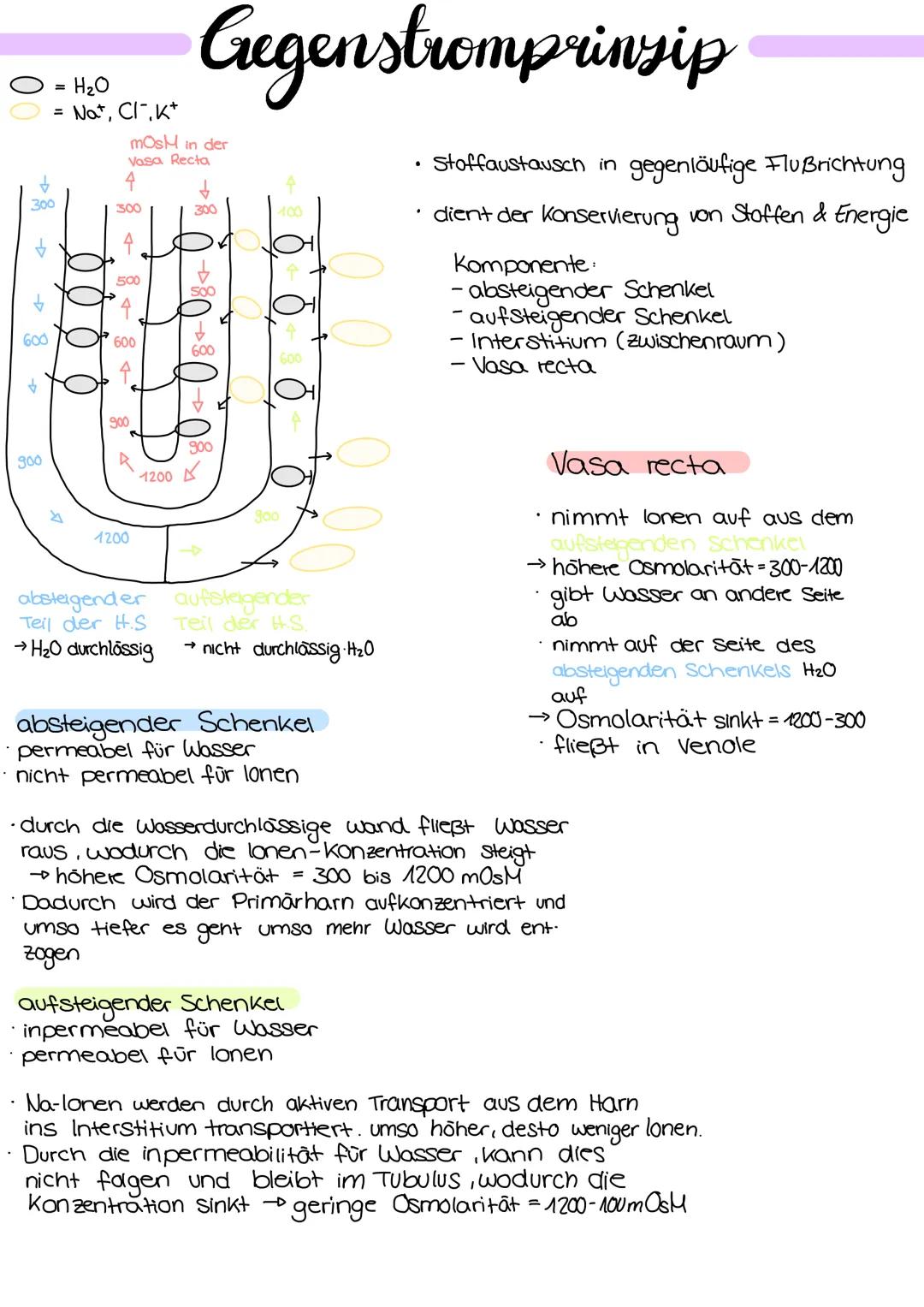 
<p>Die Niere hat verschiedene Aufgaben im menschlichen Körper, die wichtig für die Aufrechterhaltung des inneren Gleichgewichts sind. Eine 