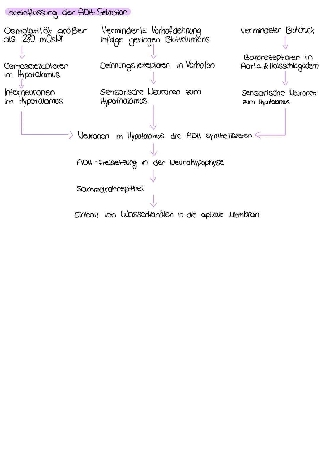 
<p>Die Niere hat verschiedene Aufgaben im menschlichen Körper, die wichtig für die Aufrechterhaltung des inneren Gleichgewichts sind. Eine 