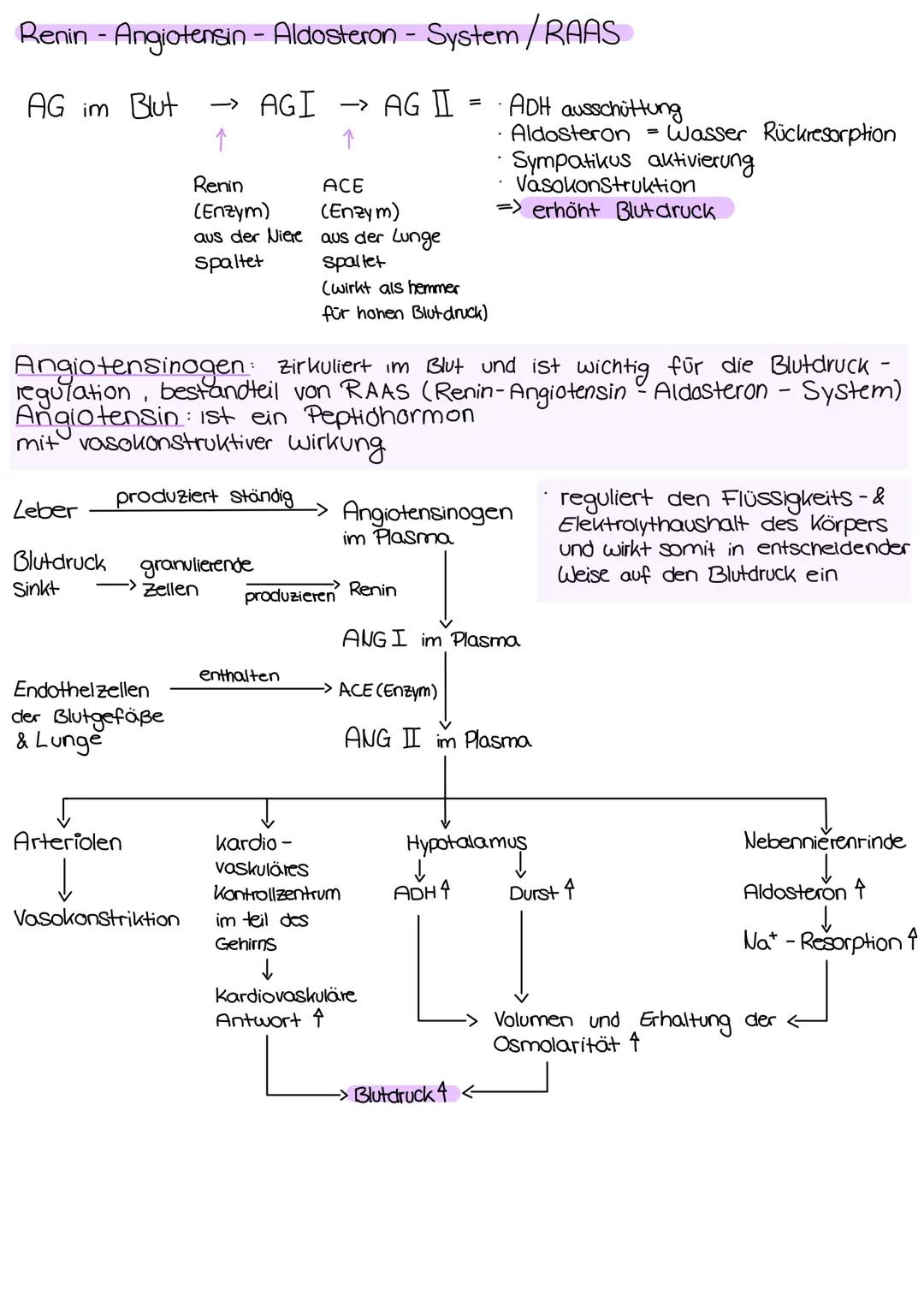 
<p>Die Niere hat verschiedene Aufgaben im menschlichen Körper, die wichtig für die Aufrechterhaltung des inneren Gleichgewichts sind. Eine 