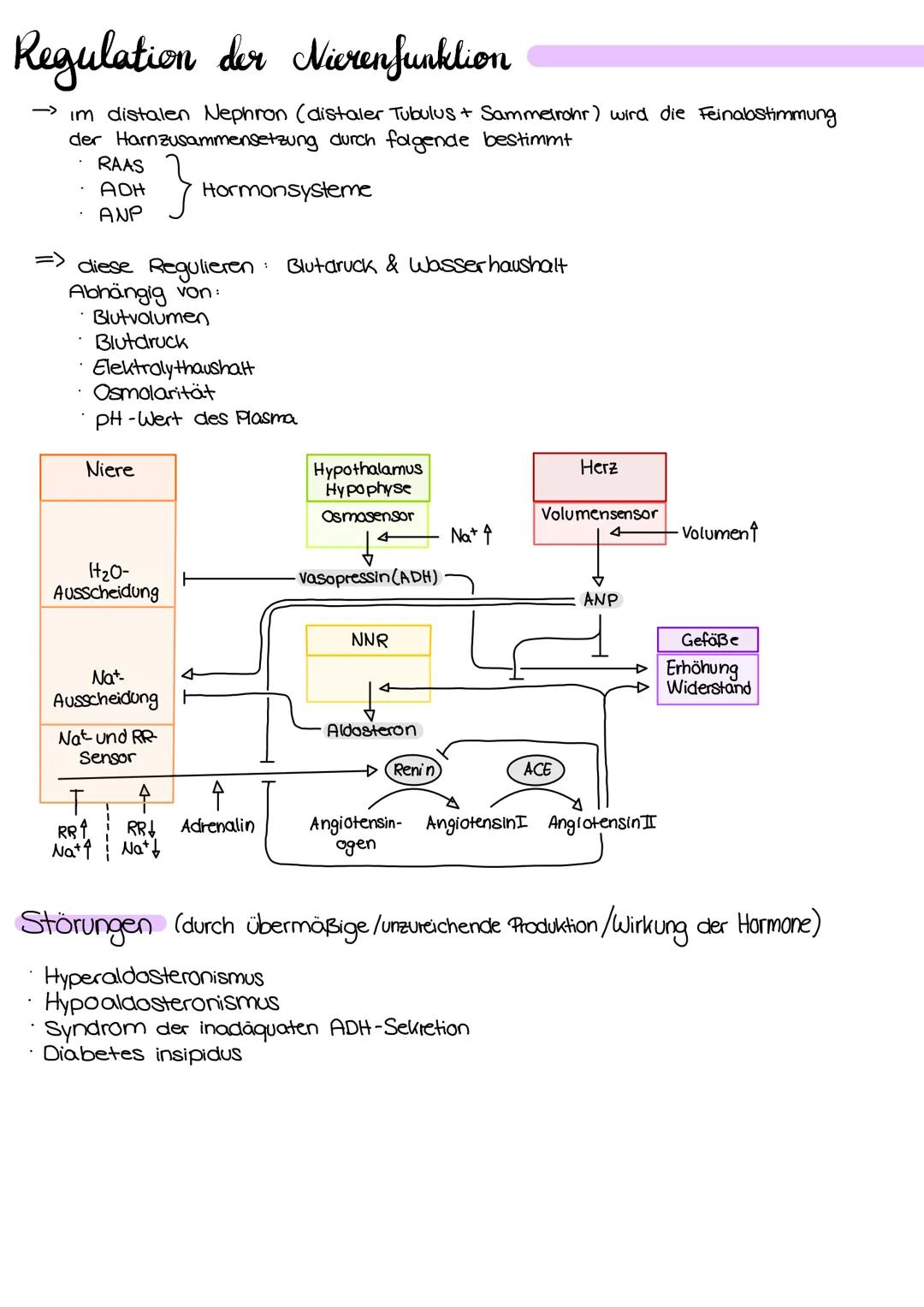 
<p>Die Niere hat verschiedene Aufgaben im menschlichen Körper, die wichtig für die Aufrechterhaltung des inneren Gleichgewichts sind. Eine 