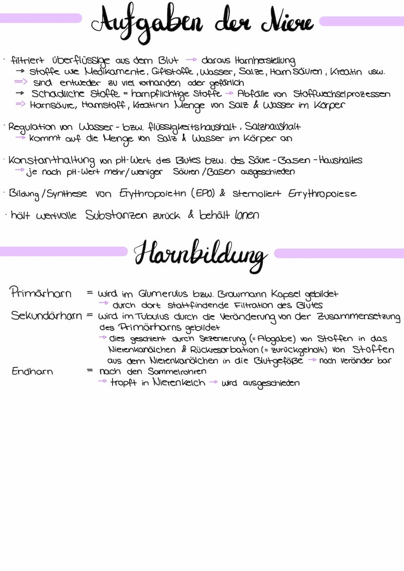 
<p>Die Niere hat verschiedene Aufgaben im menschlichen Körper, die wichtig für die Aufrechterhaltung des inneren Gleichgewichts sind. Eine 