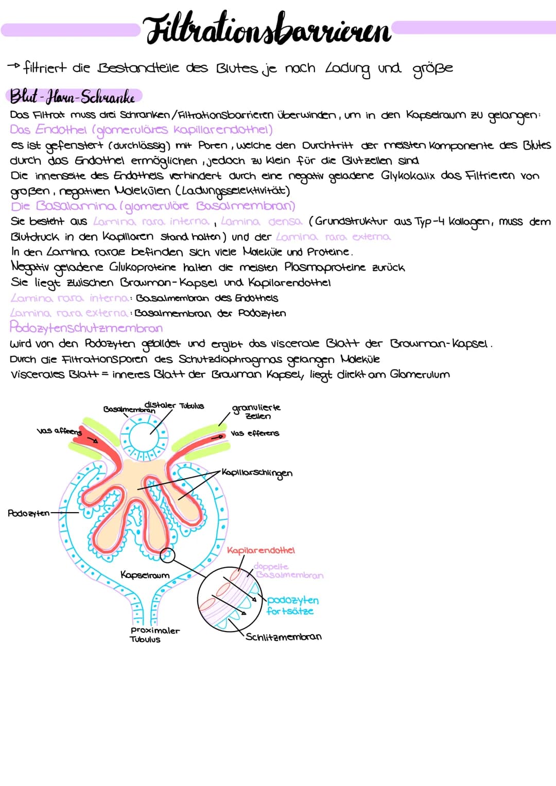 
<p>Die Niere hat verschiedene Aufgaben im menschlichen Körper, die wichtig für die Aufrechterhaltung des inneren Gleichgewichts sind. Eine 