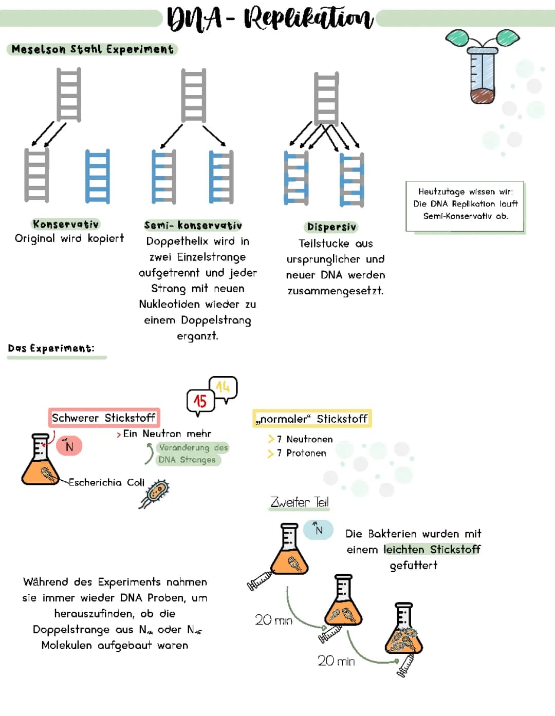 DNA Replikation und das Meselson Stahl Experiment 