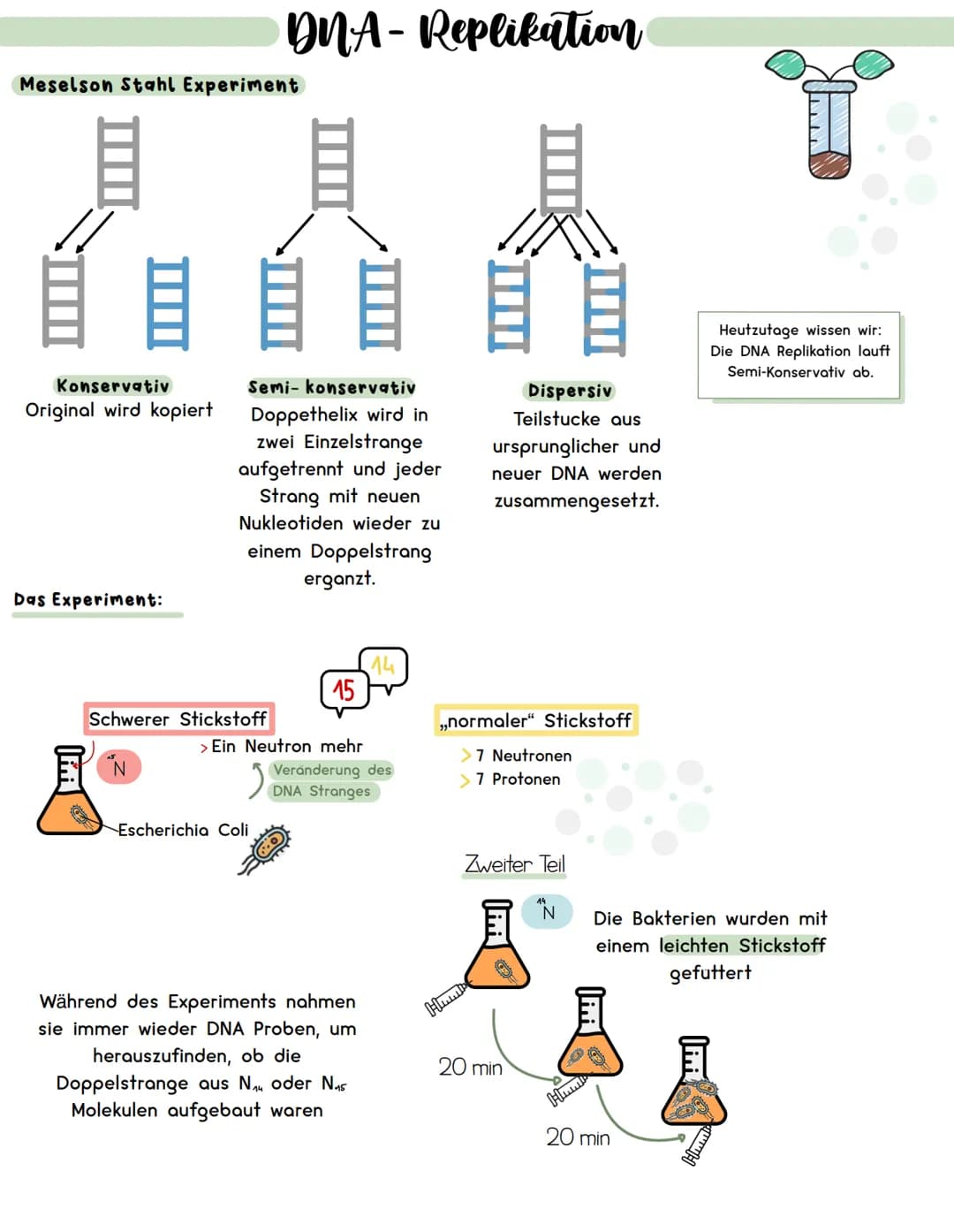 Meselson Stahl Experiment
Konservativ
Original wird kopiert
Das Experiment:
Schwerer Stickstoff
N
DNA-Replikation
Semi- konservativ
Doppethe