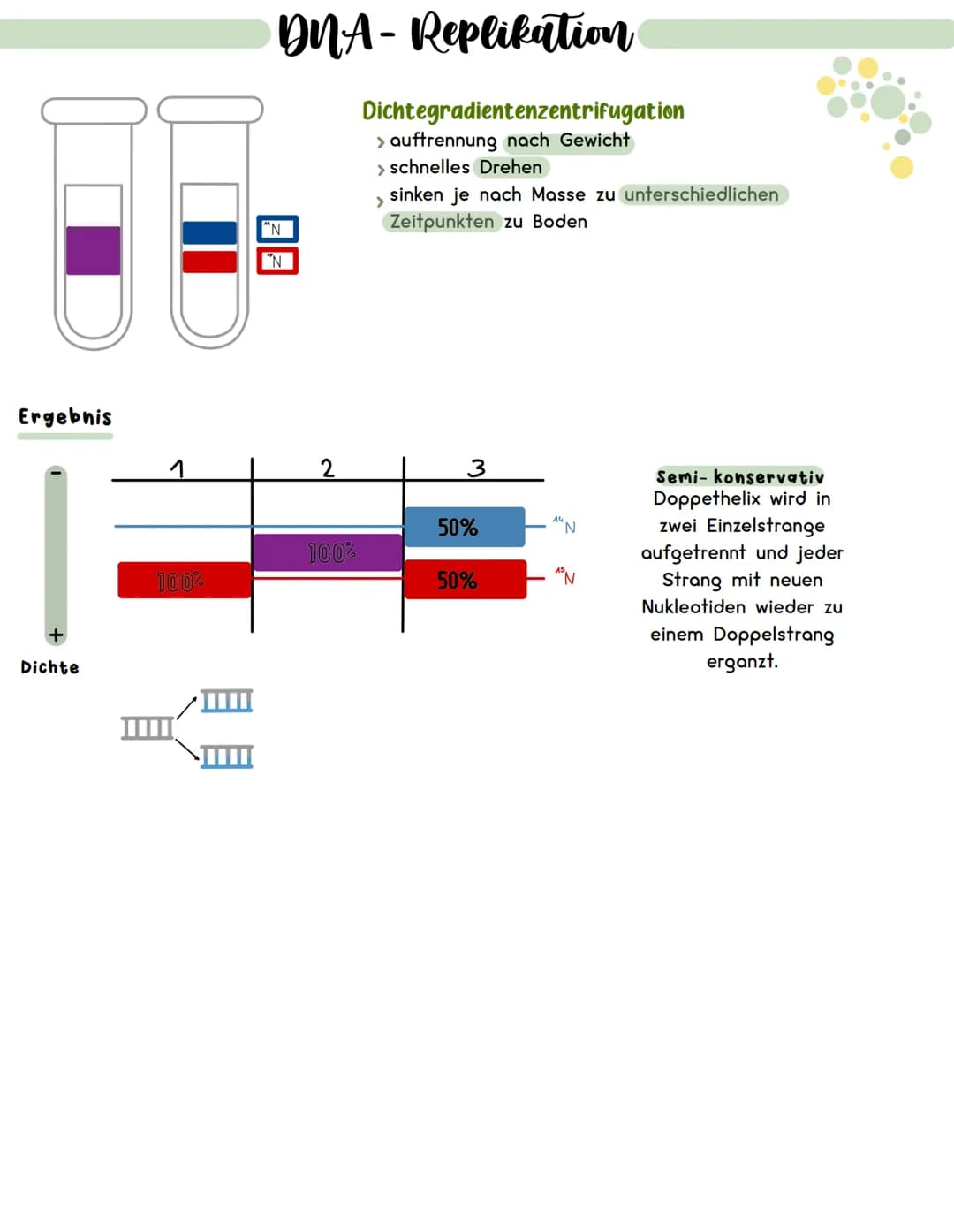 Meselson Stahl Experiment
Konservativ
Original wird kopiert
Das Experiment:
Schwerer Stickstoff
N
DNA-Replikation
Semi- konservativ
Doppethe