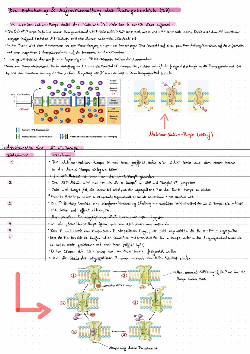 Die Entstehung
- Die lonenverteilung bei einer selektiv- permeablen llembran bedingt das Ruhe potential:
.• Unter. Normalbedingungen ist die